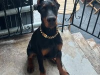 Hırslı Doberman yavrular