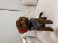 6 aylık poodle çipli tüm aşıları tam pasaportlu poodle