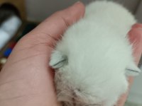 Çakır gözlü kar beyazı renk scottish fold