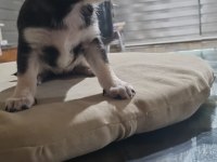 Yavru chihuahua köpeklerinin sahiplendirmek