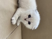 Maviş gözlü scottish fold yavrular