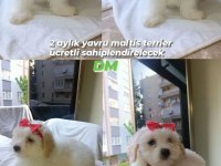 2 AYLIK ERKEK MALTESE TERRİER YAVRULAR