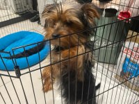 5 aylık yorkshire terrier erkek