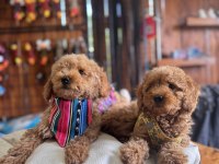 Dev kampanya minik bedenler toy Poodle