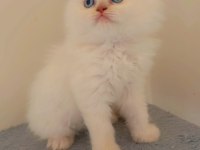 2 Aylık Erkek british longhair