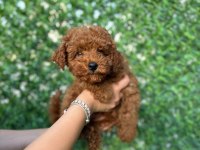 Toy Poodle Köpeğimiz 3 Aylık