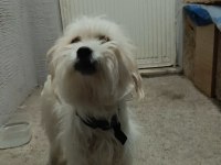 A kalite terrier maltese