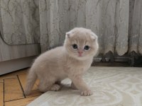 Scottish fold minikler