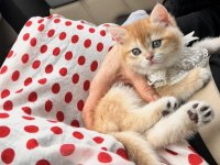 Saf Kan Golden British Shorthair Yavrular (Wcf Kayıtlı)