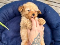 MİNİ MALTİPOO YAVRULARIMIZ