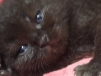 1.5 Aylık British Shorthair Antalya