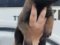 Belçika malinois yavrularımız ırk garantilidir