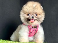 Safkan Pomeranian Boo Bebekler