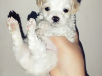 Yeni yavru köpeklerimiz sahiplerini bekliyorlar