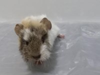Guinea Pig Yavrular Aynı Gün Set Halinde Teslim Edilir