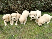 GOLDEN RETRİEVER YAVRULARI