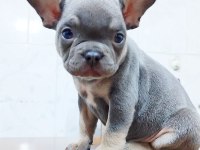 A kalite egzotik lilac tan isabella french bulldog