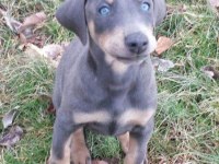 Blue dişi doberman estetikli yavrular
