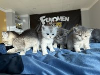 YENİ SCOTTISH FOLD YAVRULAR BRITISH YAVRULAR ANKARA 