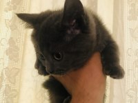 3 adet safkan british shorthair ücretli sahiplendirme