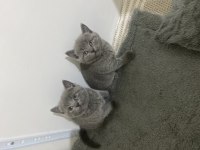 BRİTİSH SHORTHAİR KEDİMİZİ SAHİPLENDİRMEK