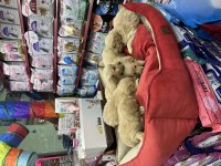 Golden retriever bebekler