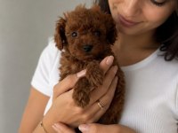 Irk Garantili Poodle Bebekler