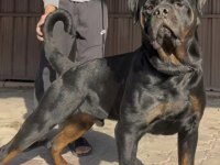 Yavru Ve Yetişkin A Kalite Rottweiler