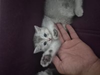 2 aylık british shorthair