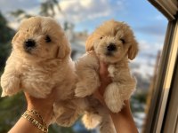 Pofuduk maltipoo köpekler