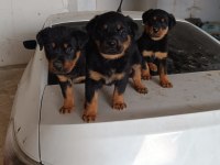 ROTTWEİLER DİŞİ ERKEK MEVCUT