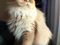British Golden Dişi