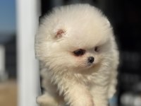 Ankaranın en şirin pomeranian bebekleri