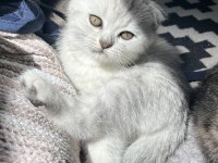 Yavru Scottish Fold Kedisi