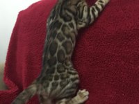 SHOW CLASS BENGAL KEDİSİ BEBEKLER