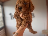 İçinizi ısıtan toy poodle bebekler