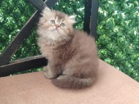 Şecereli soydan british longhair bebeklerimiz