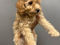 2 aylık poodle yavrular