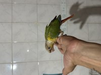 EVCİL EL BESLEME KONUR PAPAĞANI