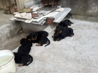 Rottweiler köpekler