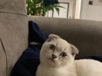 Scottish fold ismi sadık yatmayı ve sevilmeyi çok sever