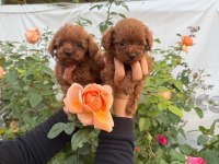 Kore toy poodle yavrularımız