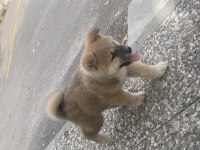 54 günlük köpeğimi sahiplendirmek istiyorum