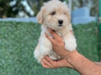 EN İYİ DOSTUNUZ MALTİPOO