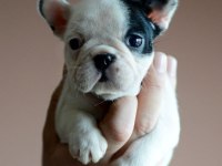 50 GÜNLÜK FRANSIZ BULLDOG YAVRULARIMIZ
