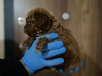 POODLE GİBİ MALTİPOO