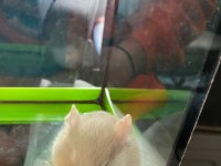 Gonzales hamster