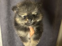 Pomeranian boo teslime hazır