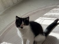 Harika bir erkek exotic shorthair beşiktaş yavru
