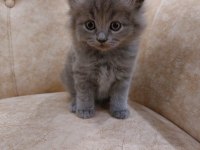 Mama ve kum eğitimi almış british shorthair yavrular
